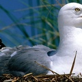 A Herring Gull